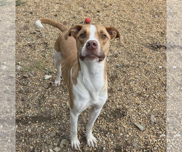 Medium Photo #4 Mutt Puppy For Sale in Anniston, AL, USA
