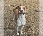 Small Photo #4 Mutt Puppy For Sale in Anniston, AL, USA