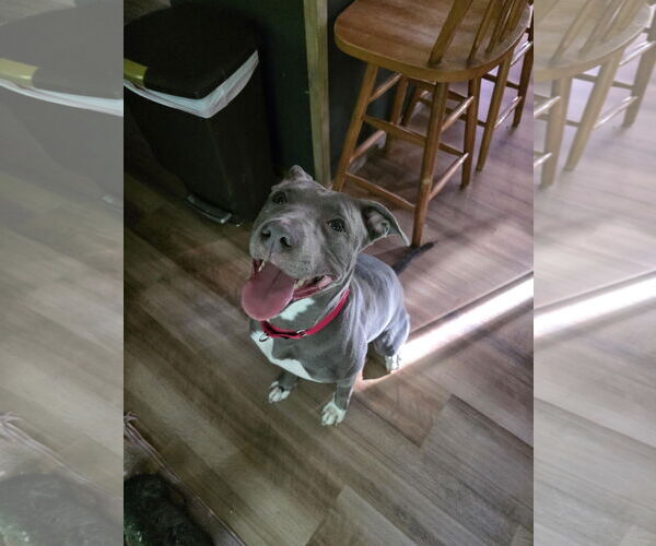 Medium Photo #5 American Pit Bull Terrier-Labrador Retriever Mix Puppy For Sale in Princeton, MN, USA