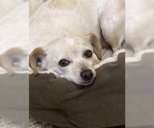 Medium Photo #6 Dachshund Puppy For Sale in Oakley, CA, USA