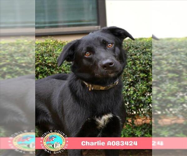 Medium Photo #2 German Shepherd Dog-Unknown Mix Puppy For Sale in Mobile, AL, USA