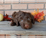 Small #3 Labradoodle