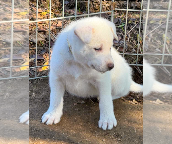 Medium Photo #2 Pyrenees Husky Puppy For Sale in Corona, CA, USA