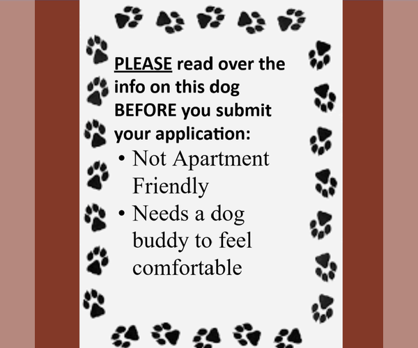 Medium Photo #4 Border Collie-Unknown Mix Puppy For Sale in Fargo, ND, USA