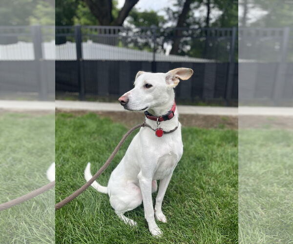 Medium Photo #3 Labrador Retriever-Whippet Mix Puppy For Sale in Shillington, PA, USA