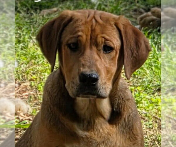 Medium Photo #1 Coonhound-Unknown Mix Puppy For Sale in Canton, CT, USA