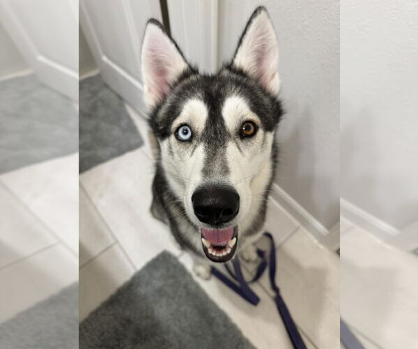 Medium Photo #2 Siberian Husky Puppy For Sale in Rosenberg, TX, USA