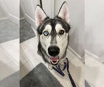 Small #1 Siberian Husky