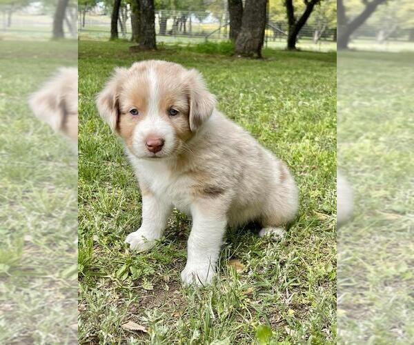 Medium Photo #1 Australian Shepherd Puppy For Sale in WEATHERFORD, TX, USA