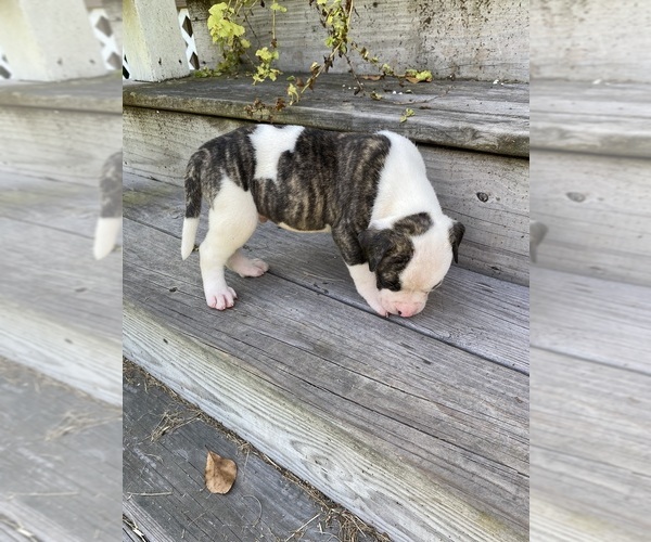 Medium Photo #2 American Bulldog Puppy For Sale in FOLKSTON, GA, USA