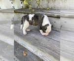 Small #1 American Bulldog