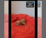 Small #2 Maltipoo (Toy)