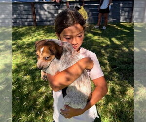 Autumn - Female Mutt Dog for Adoption - Photo #2