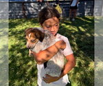 Small Photo #2 Mutt Puppy For Sale in San Juan Capistrano, CA, USA