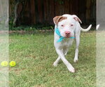Small Photo #8 American Pit Bull Terrier-Unknown Mix Puppy For Sale in Redlands, CA, USA