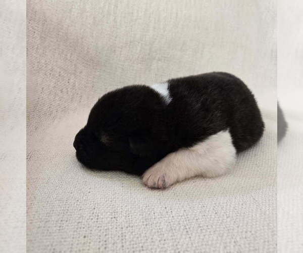 Medium Photo #8 Akita Puppy For Sale in STRAFFORD, MO, USA