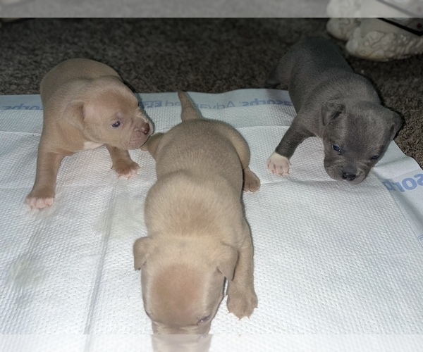 Medium Photo #4 American Bully Puppy For Sale in INDIANAPOLIS, IN, USA