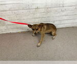 Small Chihuahua