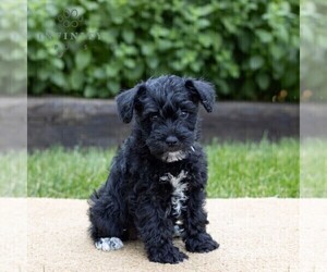 Schnoodle (Miniature) Puppy for sale in LITITZ, PA, USA