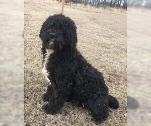 Father of the Portuguese Water Dog puppies born on 11/29/2018