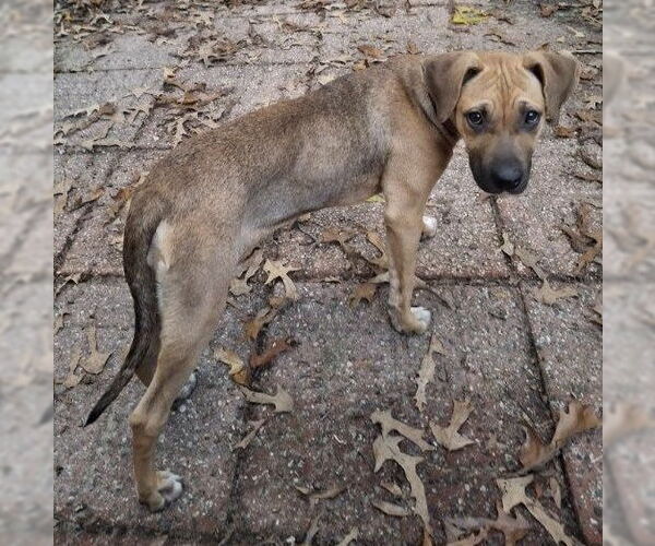 Medium Photo #12 Black Mouth Cur Puppy For Sale in Lexington, SC, USA