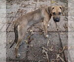 Small #11 Black Mouth Cur
