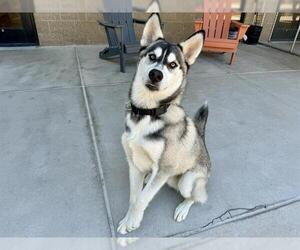 Siberian Husky Dogs for adoption in Denver, CO, USA