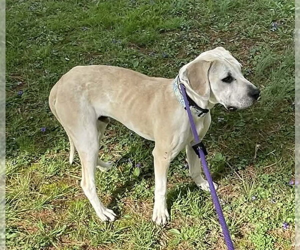 Medium Photo #2 Labrador Retriever-Unknown Mix Puppy For Sale in Germantown, OH, USA