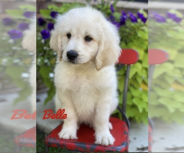 Full screen Photo #12 Pyredoodle Puppy For Sale in BOWLING GREEN, OH, USA