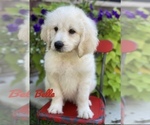 Small Photo #12 Pyredoodle Puppy For Sale in BOWLING GREEN, OH, USA
