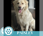Small #2 Golden Pyrenees