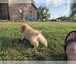 Small #3 Poodle (Toy)