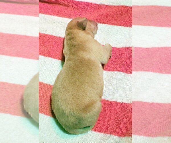 Medium Photo #59 Labrador Retriever Puppy For Sale in HIGH POINT, NC, USA