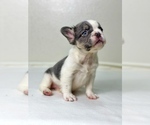 Small #6 French Bulldog