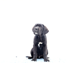 Small #2 Cane Corso