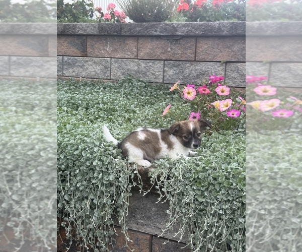 Medium Photo #2 Chihuahua Puppy For Sale in CANOGA, NY, USA