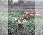 Freddie - Male Chihuahua Puppy for Sale - Photo #2