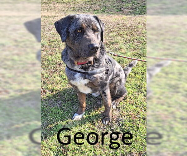 Medium Photo #1 Catahoula Leopard Dog-Unknown Mix Puppy For Sale in Mountain View, AR, USA