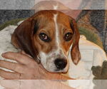 Small #4 Beagle Mix