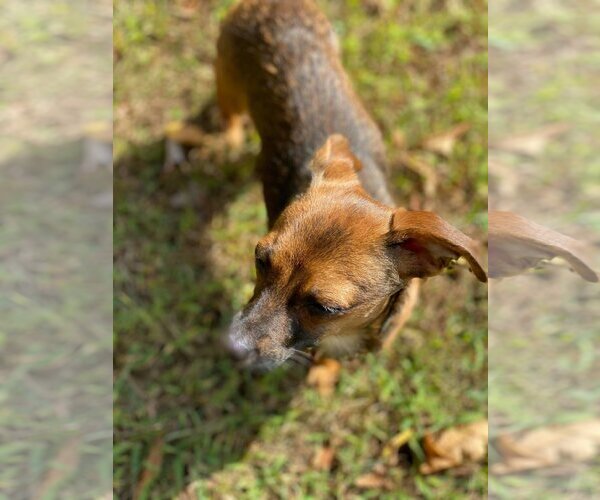 Medium Photo #9 Chihuahua Puppy For Sale in Lewistown, PA, USA