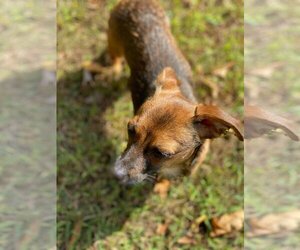 Poppy - Male Chihuahua Dog for Adoption - Photo #9