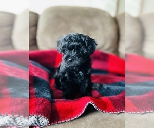 Poodle (Toy) Puppy for sale in MARYVILLE, MO, USA