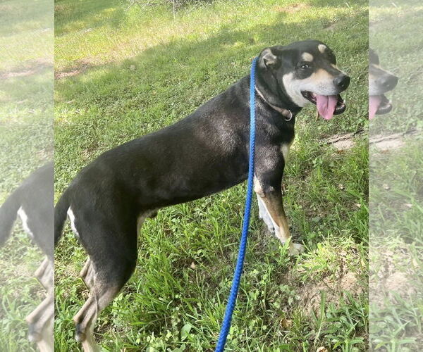 Medium Photo #9 Rottweiler-Unknown Mix Puppy For Sale in Munford, TN, USA