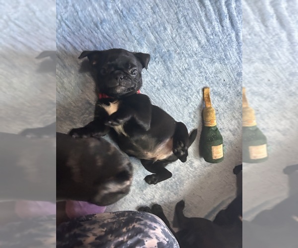 Medium Photo #10 Frenchie Pug Puppy For Sale in BLOOMINGTON, IL, USA