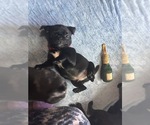 Small #9 Frenchie Pug