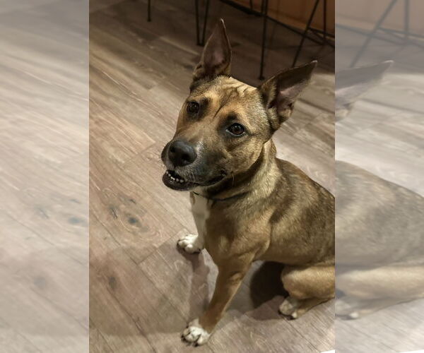 Medium Photo #4 Boxer-Unknown Mix Puppy For Sale in Marina Del Rey, CA, USA