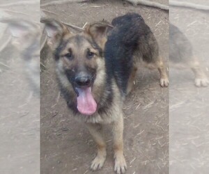 German Shepherd Dog Puppy for Sale in LOGAN, Ohio USA