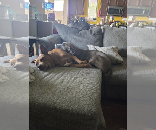 Medium Photo #5 American Pit Bull Terrier-Labrador Retriever Mix Puppy For Sale in Oakhurst, NJ, USA