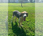 Small Coonhound