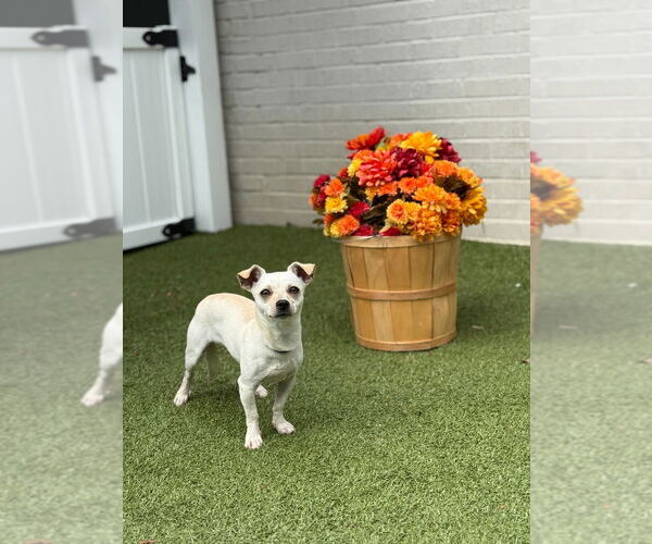 Medium Photo #2 Chihuahua Puppy For Sale in Canton, CT, USA
